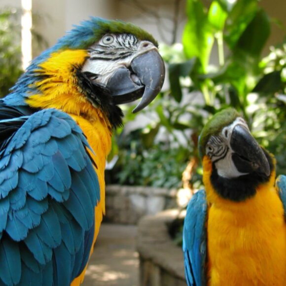 Four (4) Individual Passes for Bird Kingdom in Niagara Falls, Canada - Picture 5 of 5